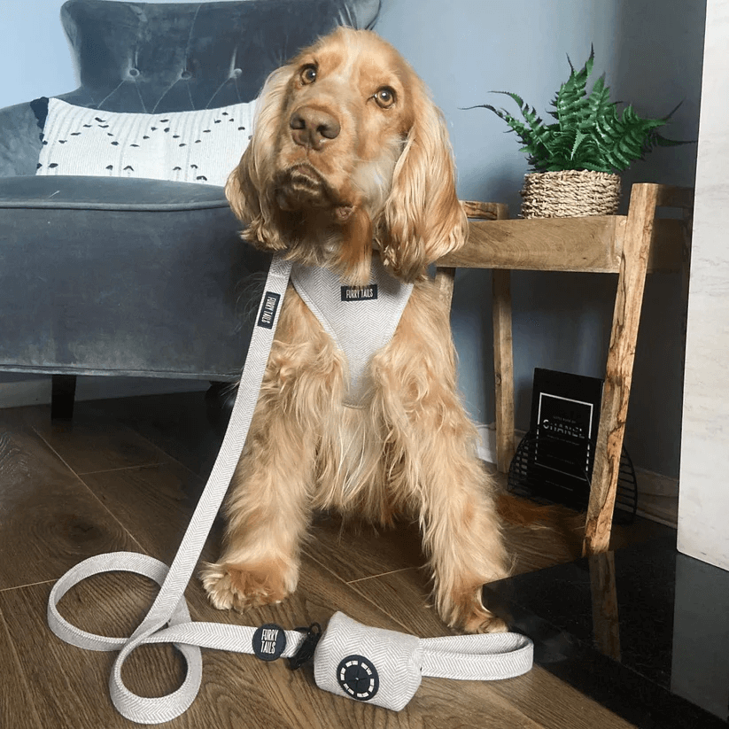 🐶 Hundegeschirr Set „Coco“ – Geschirr, Halsband, Leine, Kotbeutelhalter & Fliege – von Furry Tails