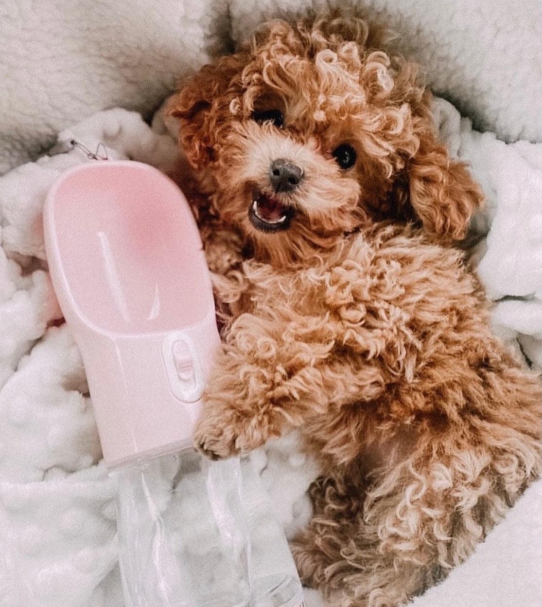 🐾 2-in-1 tragbarer Haustier-Futterspender – Pink