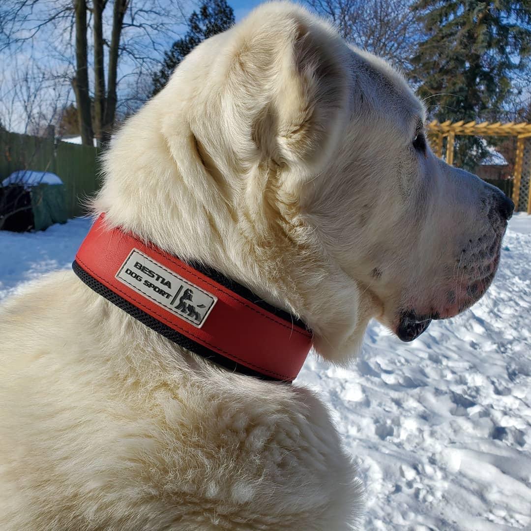 👉 BESTIA Hundesporthalsband Rot