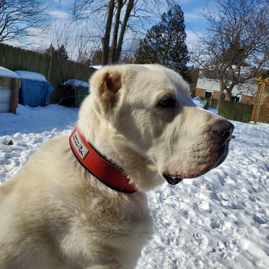 👉 BESTIA Hundesporthalsband Rot