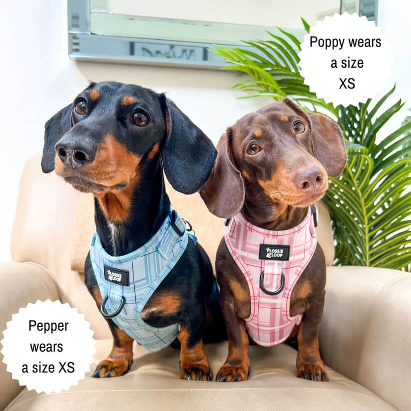 🐶 Oxford „Blush“ verstellbares Hundegeschirr – von Flossie & Floof