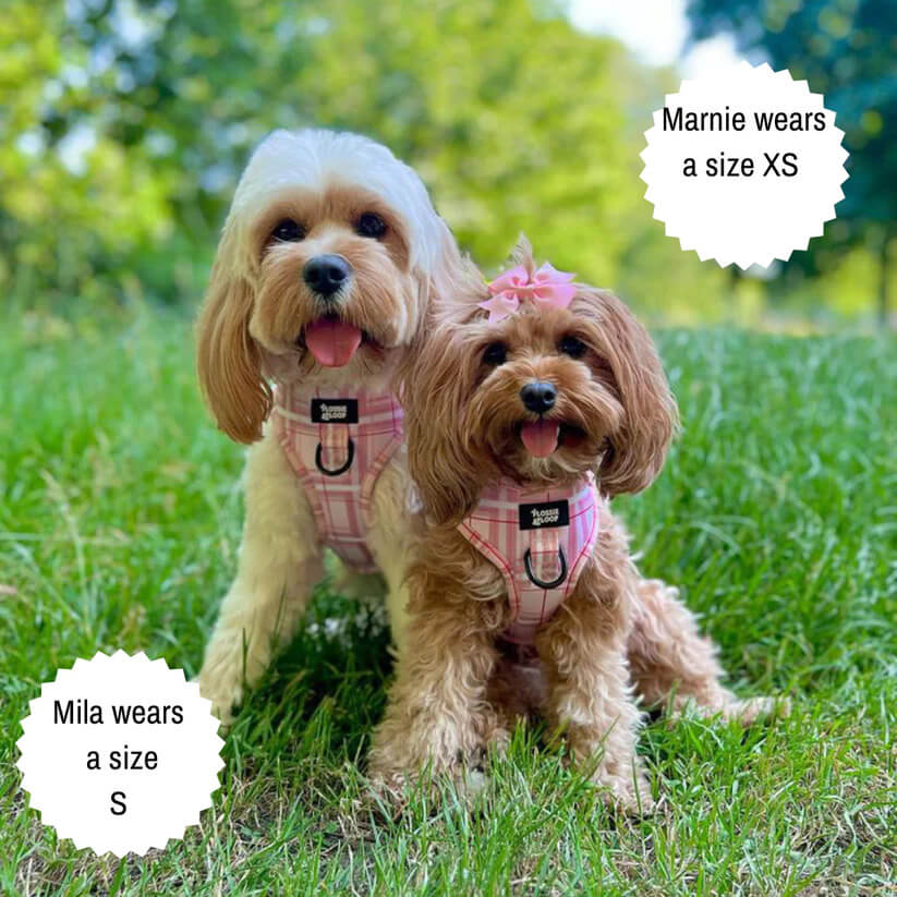 🐶 Oxford „Blush“ verstellbares Hundegeschirr – von Flossie & Floof