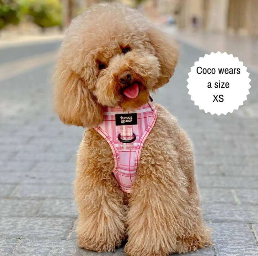 🐶 Oxford „Blush“ verstellbares Hundegeschirr – von Flossie & Floof