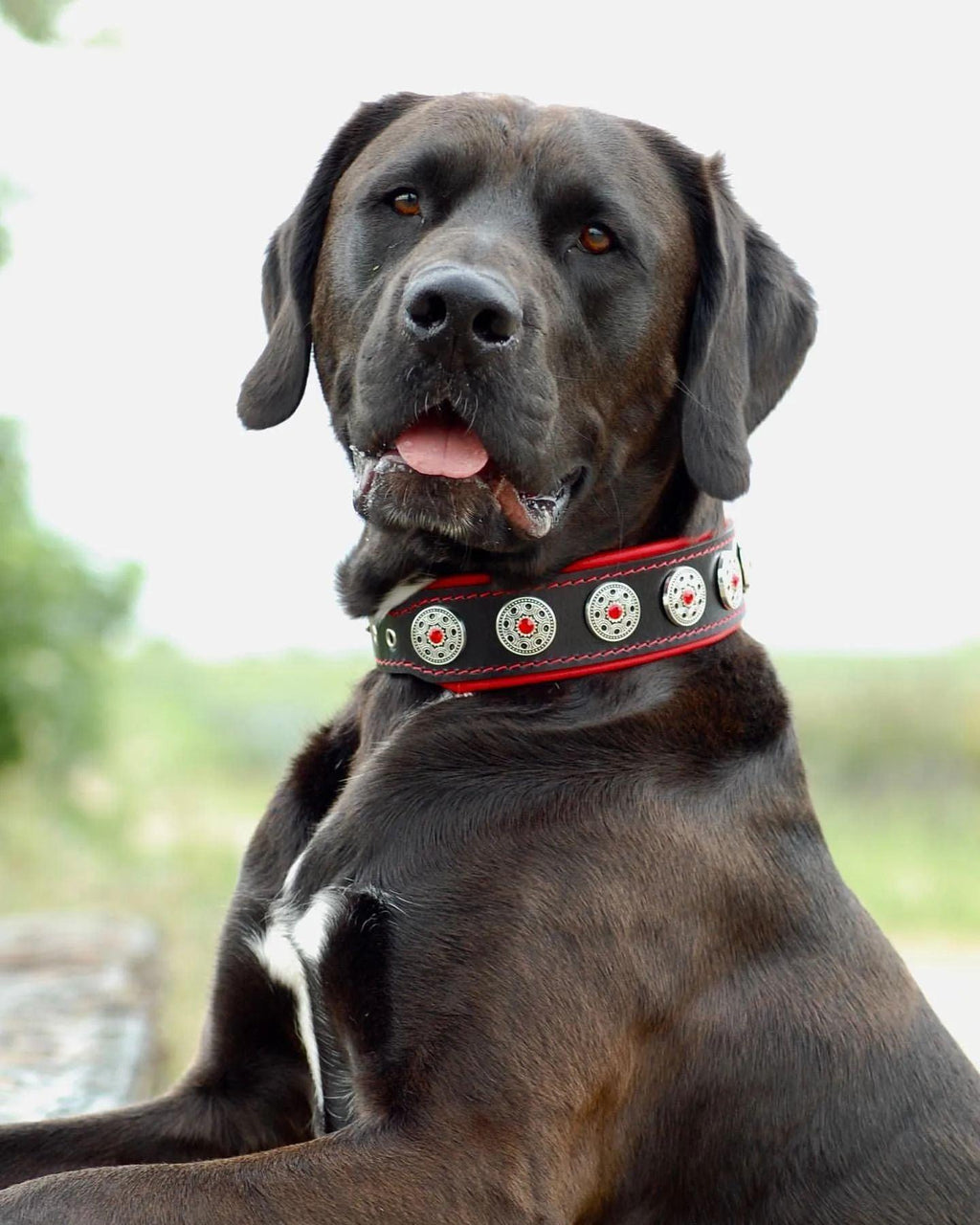 🐶 „Bijou“ Halsband – Schwarz & Rot