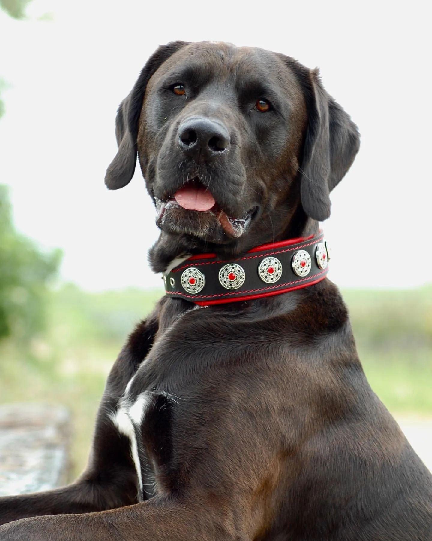 🐶 „Bijou“ Halsband – Schwarz & Rot