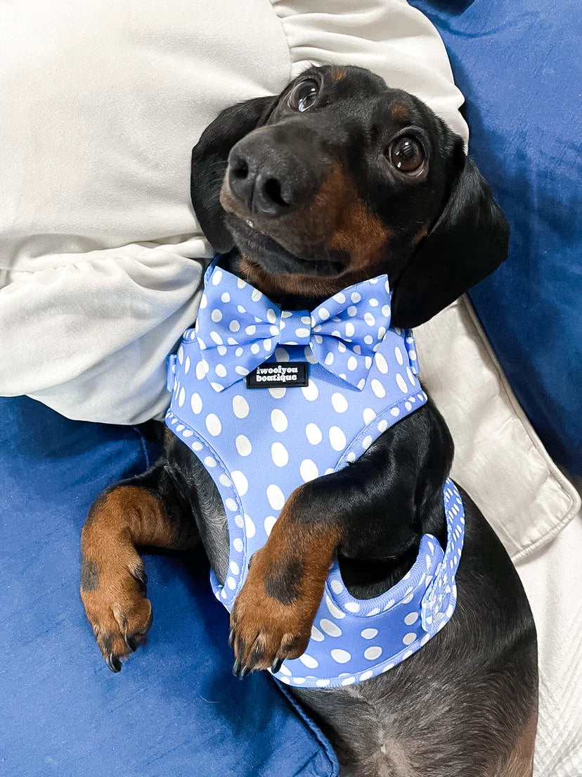 🐶 Polka Pups Set (Blau) – von iWoofYouBoutique