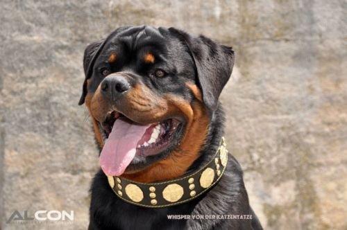👉 "Maximus" Premium Hundehalsband – 2,5 Zoll breit in Schwarz & Gold