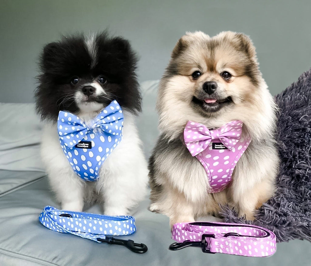 🐶 Polka Pups Set (Blau) – von iWoofYouBoutique